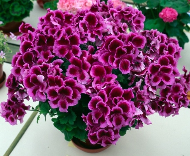 10 საუკეთესო მეთოდი კოღოებთან და ნაკბენებთან საბრძოლველად  mshoblebi