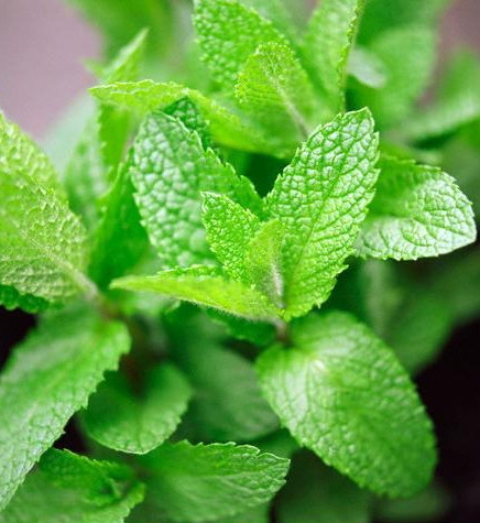 მცენარეები, რომლებიც კოღოებს აფრთხობენ mshoblebi