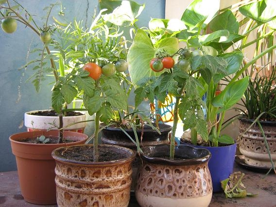 მცენარეები, რომლებიც კოღოებს აფრთხობენ mshoblebi