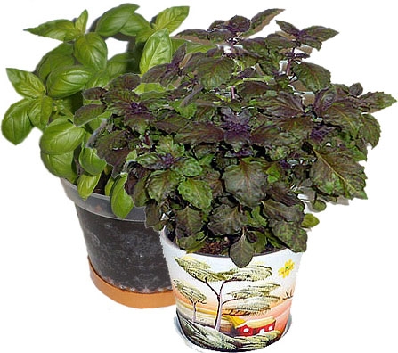 მცენარეები, რომლებიც კოღოებს აფრთხობენ mshoblebi